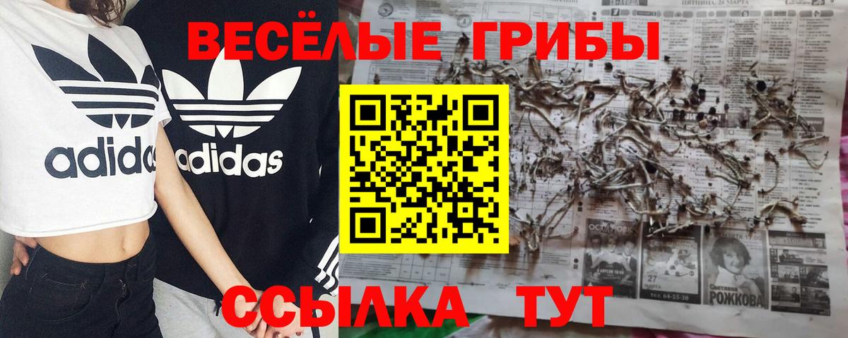 Тара  Галлюциногенные грибы Psilocybine cubensis  Вход с VPN 